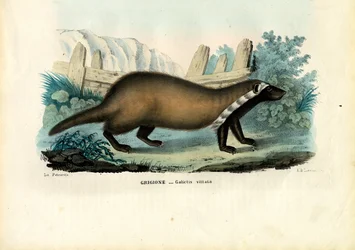 Großer Grison, 1863-79